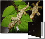 Melon Lizard on Branch Prints by Emiko Aumann