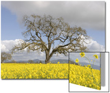 Bare Oak Tree Prints by D.M. 