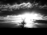 Sunburst and Clouds Above Silhouette of Single Tree at Dawn Posters by I.W. 