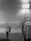 Cat Sleeping on Back Posters by D.J. 