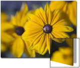 Close-Up of a Bee on Yellow Flower Prints by D.M. 