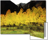 Brilliant Golden Aspen Trees in Rocky Mountains Near Silverton, Southwestern Colorado, USA Poster by Margaret L. Jackson