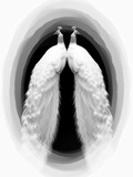 Two Reflecting Peacocks Prints by I.W. 