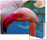 Headsup of Flamingo Bird Posters by R.I.L. 