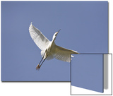 Snowy Egret Poster by D.M. 