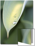 Water Drop on Leaf of Agave Attenuata, Prince Albert, Western Cape, South Africa Prints by N.O. 