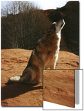 Gray Wolf Howling, Sedona, Arizona, USA Prints by Margaret L. Jackson