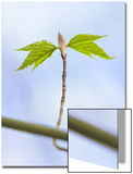 Sugar Maple Leaf Bud Opening Posters by John Churchman