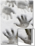 Children's Handprints in a Spring Snow Prints by John Nordell