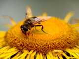 Close-Up of a Bee on a Yellow Flower Art by I.W. 