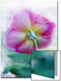 Winter Greenhouse Rose, Underside Posters by Emiko Aumann