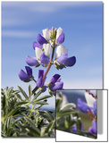 Lupine Flower Prints by D.M. 