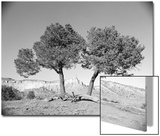 Black and White Image of Two Trees Prints by Rob Lang