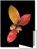 Pear Leaves and Acorns Print by D.M. 