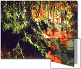 Reflections, West Fork of Oak Creek, Sedona, Arizona, USA Art by Margaret L. Jackson