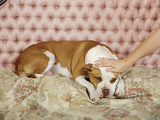 Hand Petting Pit Bull Mix Posters by K.T. 