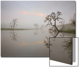 Misty Lake Scene with Trees Posters por D.M. Misty Lake Scene with Trees Posters por D.M.