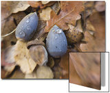 Blue Acorns on Pile of Leaves Pósters por D.M. Blue Acorns on Pile of Leaves Pósters por D.M.