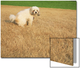 Poodle Urinating on Dead Grass Prints by Steve Cicero