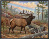 Elk Prints
