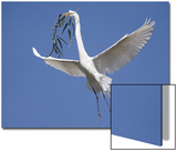 Great Egret Posters by D.M. 