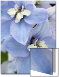 Delpinium Flowers Posters by James Guilliam