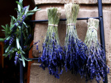 Bunches of Cut Lavender Hung Upsidedown to Dry Prints by I.W. 