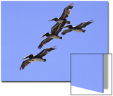 Four Brown Pelicans Flying in Formation, North of San Francisco Print by D.M. 