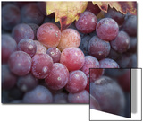 Close-Up of Zinfandel Wine Grapes Posters by Diane Miller