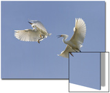 Snowy Egrets Posters by D.M. 