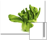 Shanghai Bok Choy on White Background Print by Tina Chang