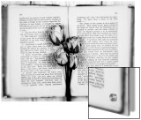 Dried Roses on Old Book Prints by N.O. 