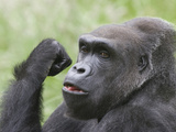 Close-Up of a Gorilla Art by D.M. 