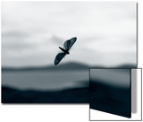 Image of Moth on a Window Posters by EJ Carr