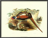 Pheasant Mongolicus Poster by John Gould