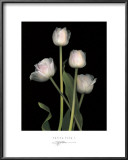 Spring Song I Poster by S. G. Rose