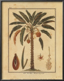 Datenut Palm Print by Rebecca 