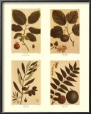 Four Nuts Prints by Francois A. Michaux