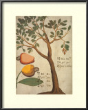 Cashew Tree Prints by Michael Boym
