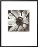 Anemone I Posters by Graeme Harris