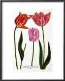 Three Veriegated Tulips Prints by Johann Wilhelm Weinmann