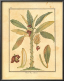 Banana Tree Prints by Rebecca 
