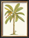 Banana Plant Art by Georg Dionysius Ehret