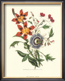 Passion Flower Art by Mary Lawrence
