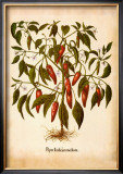 L'Herbier II Posters by Basilius Besler