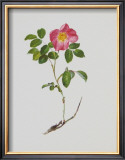 French Rose Prints by Moritz Michael Daffinger