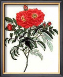 Rosa Portlandia Prints by George Henry Andrews
