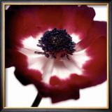 Red Flower Prints by Ian Winstanley