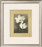 Tulipani Prints by Andrea Trivelli