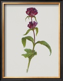 Dreary Purple Gentian Posters by Moritz Michael Daffinger